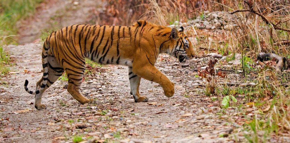 Tiger Photography Tour in Nepal
