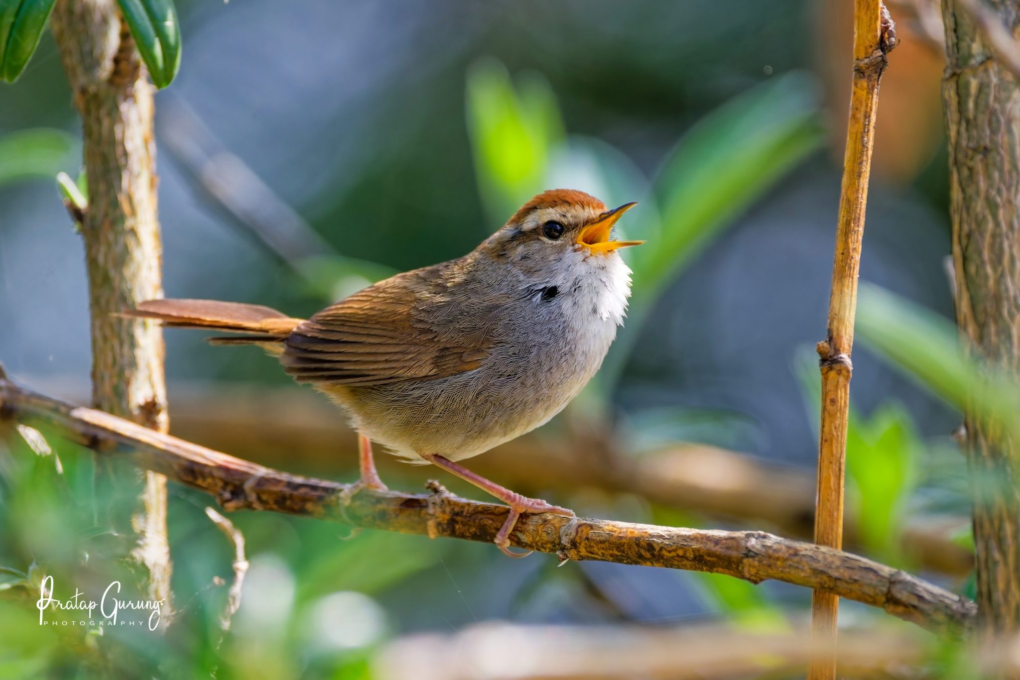 Annapurna Bird Watching Trek and Tours