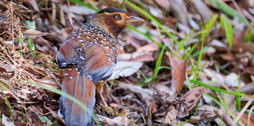 Annapurna Bird Watching Trek and Tours
