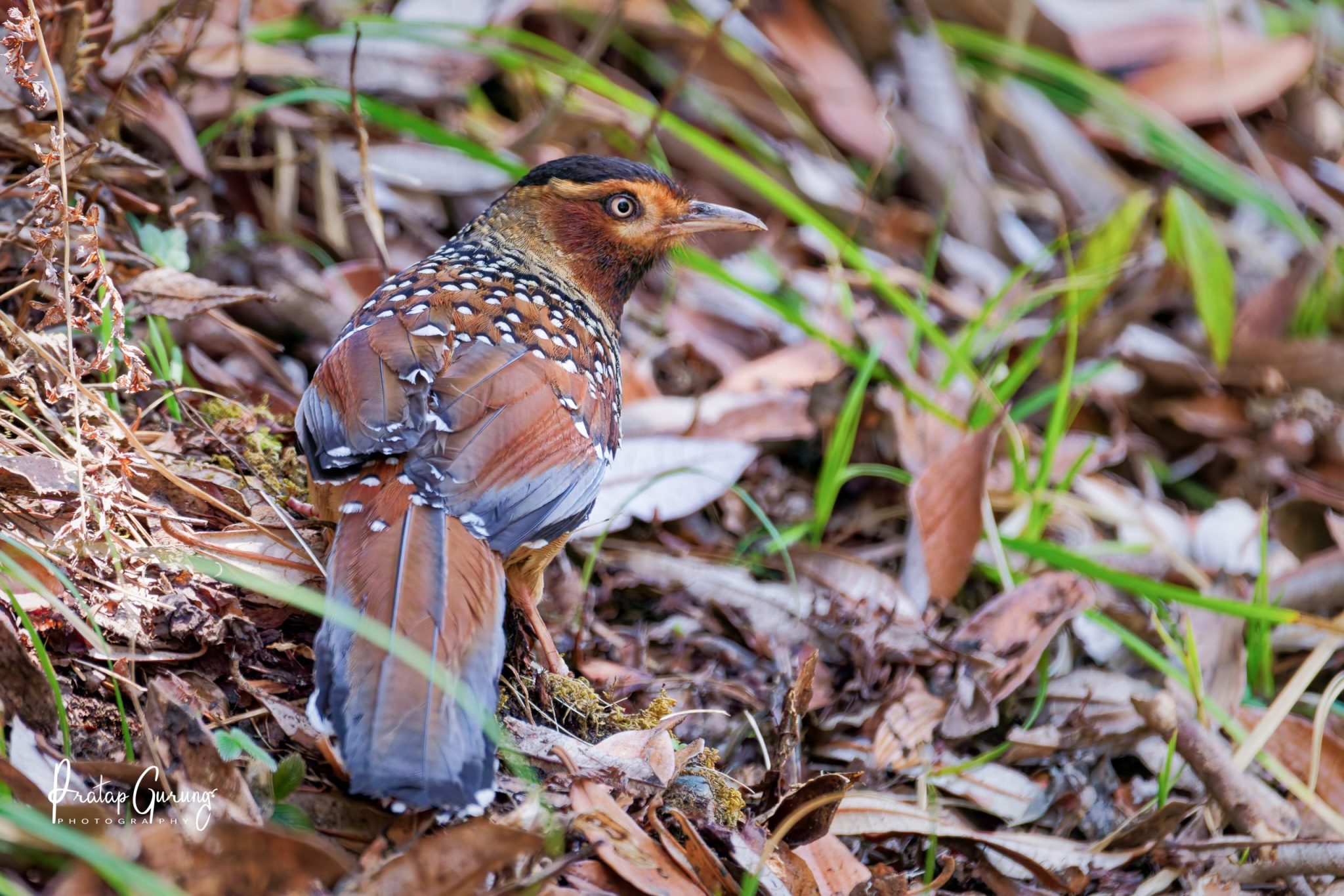 Annapurna Bird Watching Trek and Tours