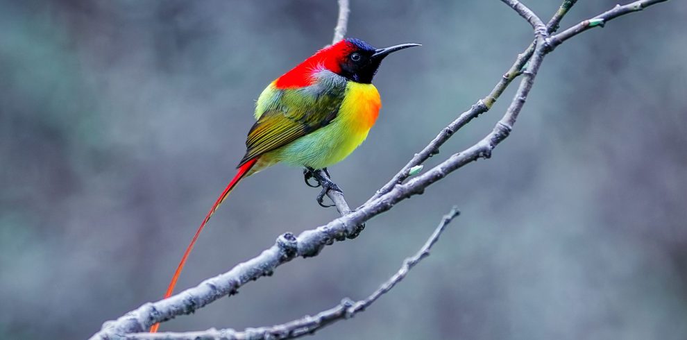 Annapurna Base Camp Birdwatching Trek