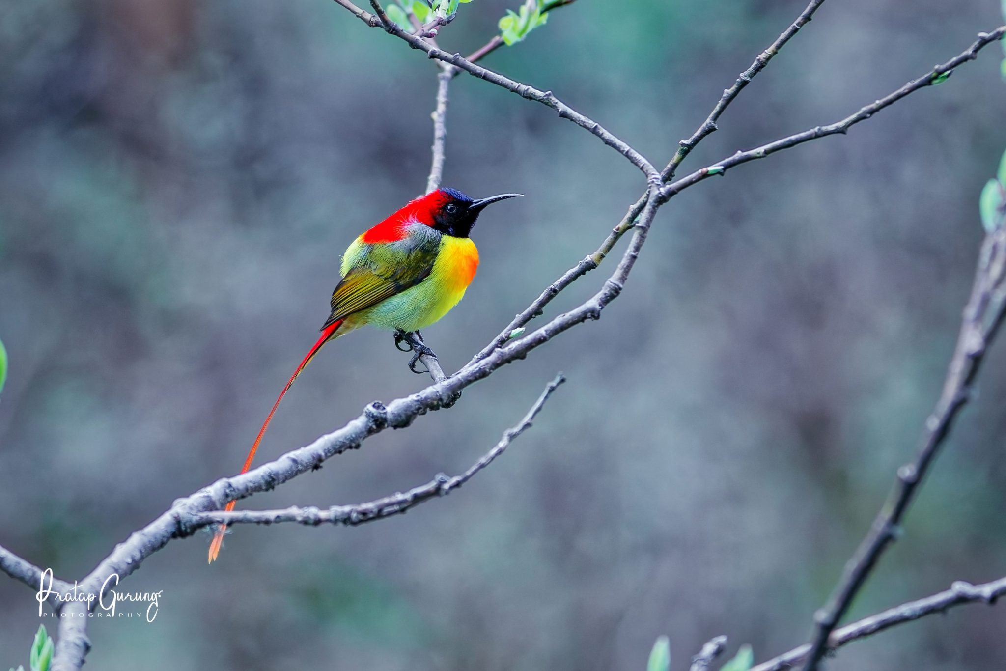 Annapurna Base Camp Birdwatching Trek