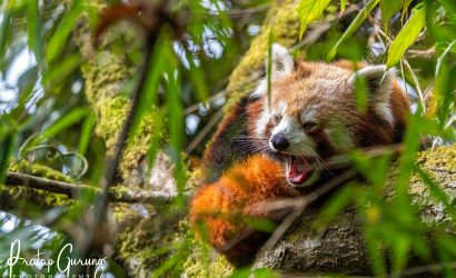 Red Panda Tour