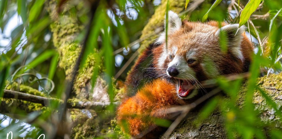 Red Panda Tour