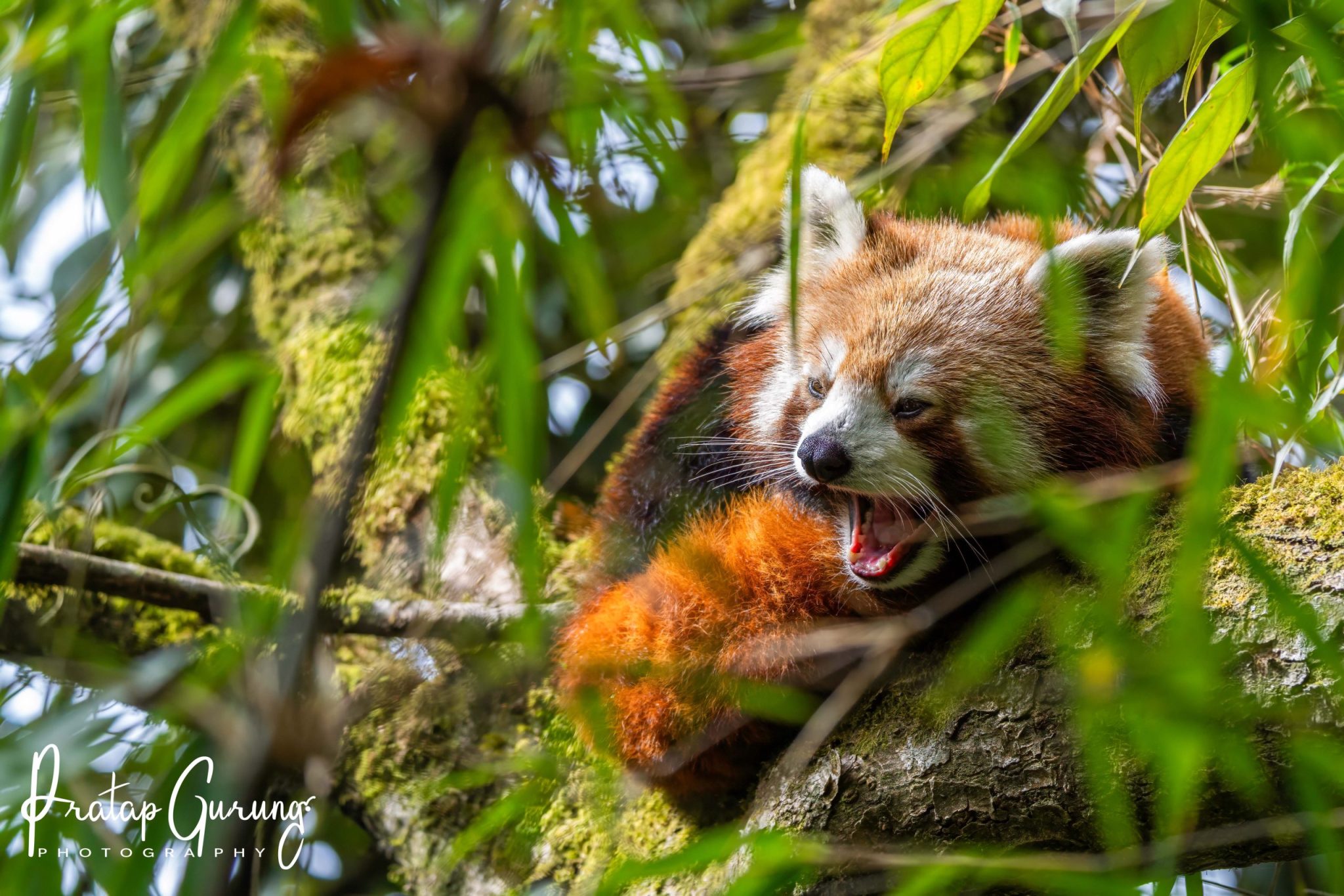 Red Panda Tour