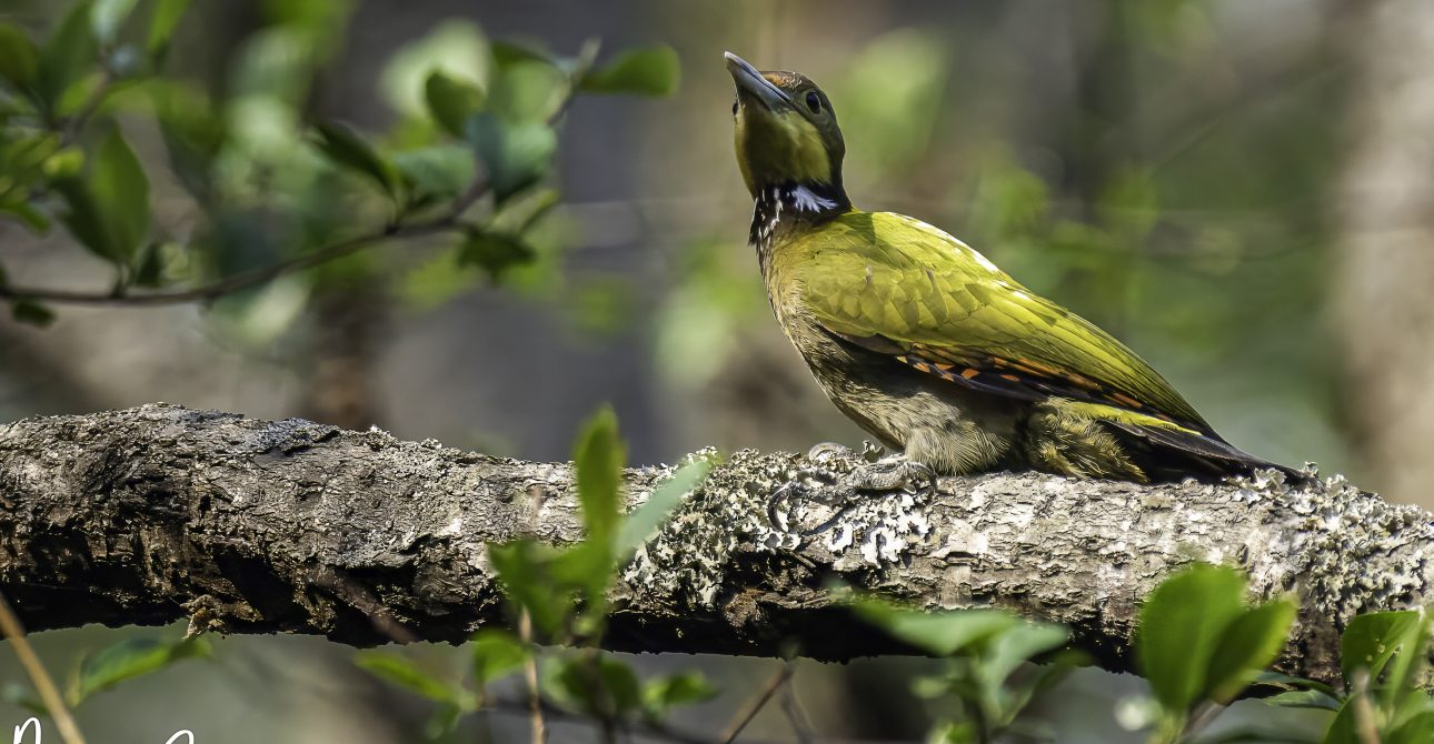 Birdwatching around Godawari Kathmandu
