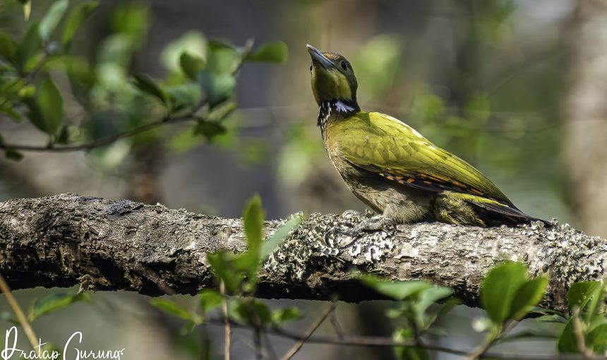 Birdwatching around Godawari Kathmandu