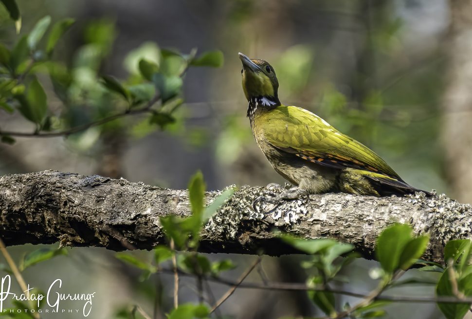 Birdwatching Around Godawari Kathmandu