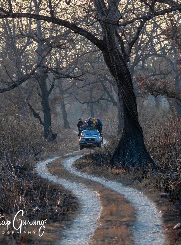 Junjle Safari