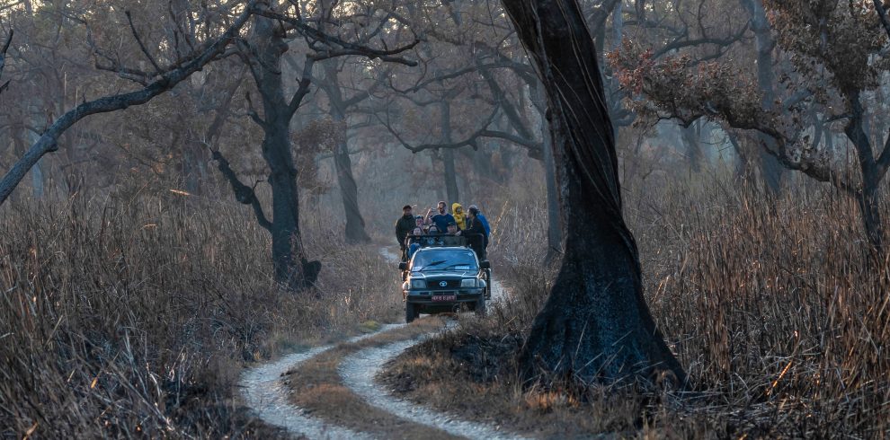 Junjle Safari