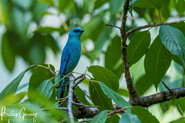 image 1 Nepal Birding Tour | Bird Watching Tour in Nepal