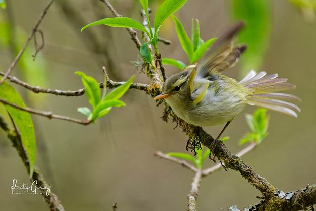 image 10 Nepal Birding Tour | Bird Watching Tour in Nepal
