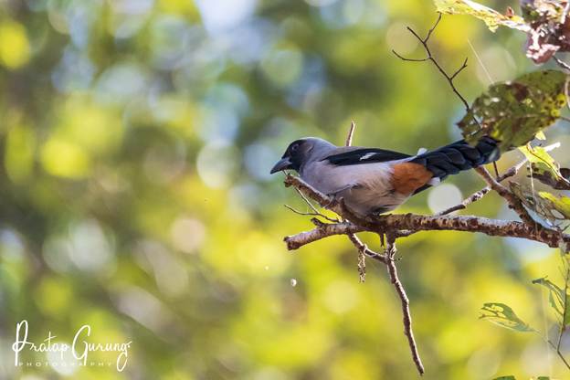 image 2 Nepal Birding Tour | Bird Watching Tour in Nepal