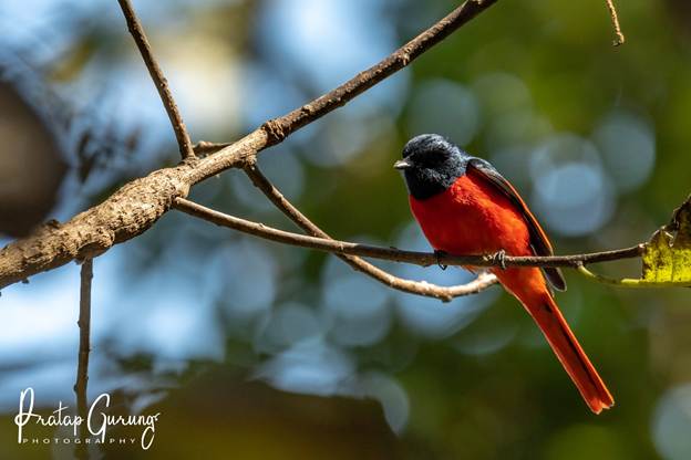 image 3 Nepal Birding Tour | Bird Watching Tour in Nepal