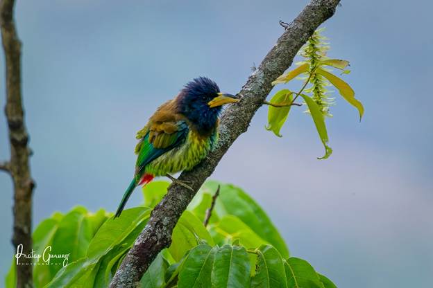 image 4 Nepal Birding Tour | Bird Watching Tour in Nepal