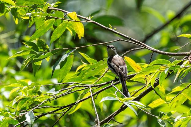 image 5 Nepal Birding Tour | Bird Watching Tour in Nepal