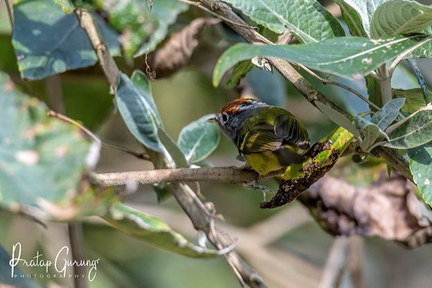 image 6 Nepal Birding Tour | Bird Watching Tour in Nepal