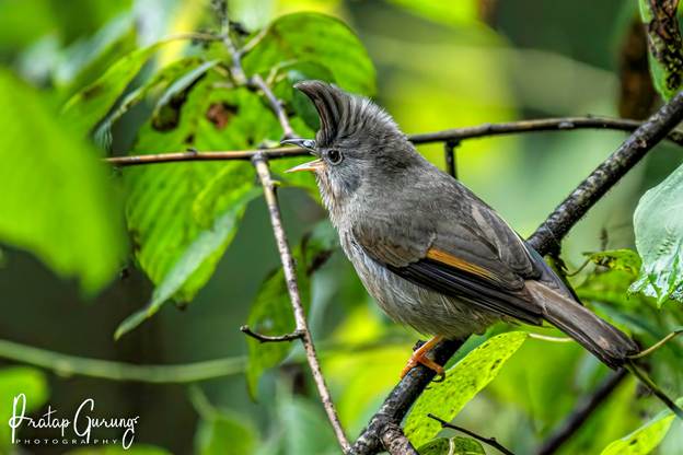 image 7 Nepal Birding Tour | Bird Watching Tour in Nepal