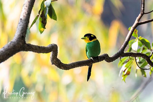 image 8 Nepal Birding Tour | Bird Watching Tour in Nepal