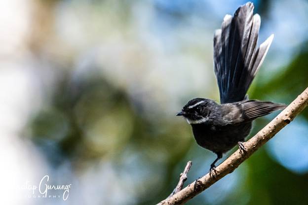 image 9 Nepal Birding Tour | Bird Watching Tour in Nepal