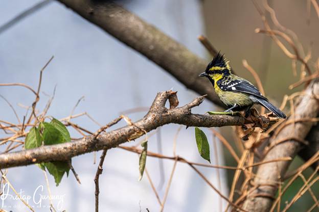 image Nepal Birding Tour | Bird Watching Tour in Nepal