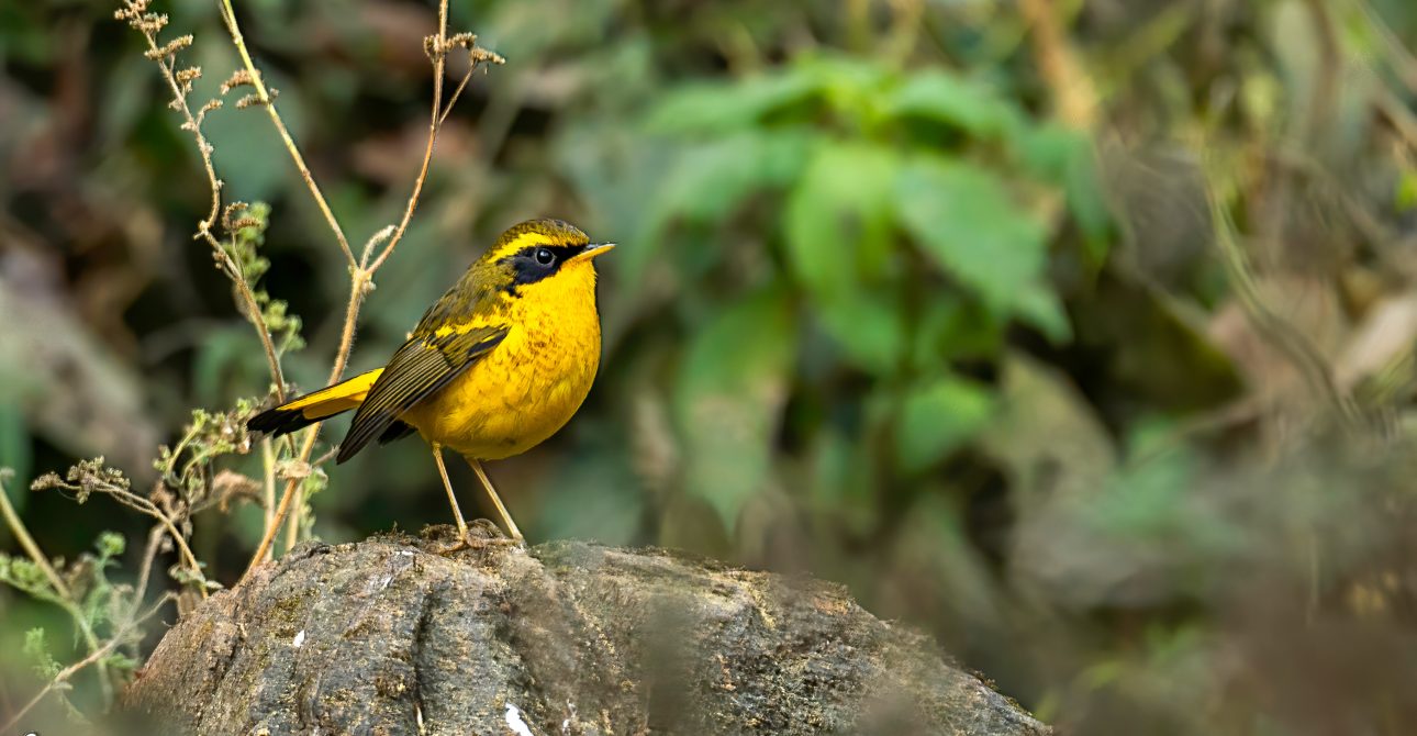 Birdwatching Hotspots in Nepal