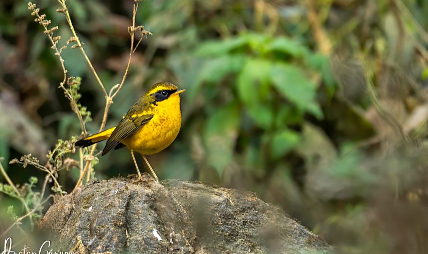 Birdwatching Hotspots in Nepal