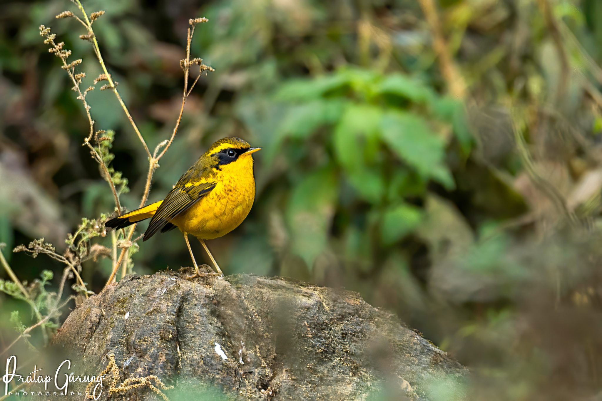 Birdwatching Hotspots in Nepal