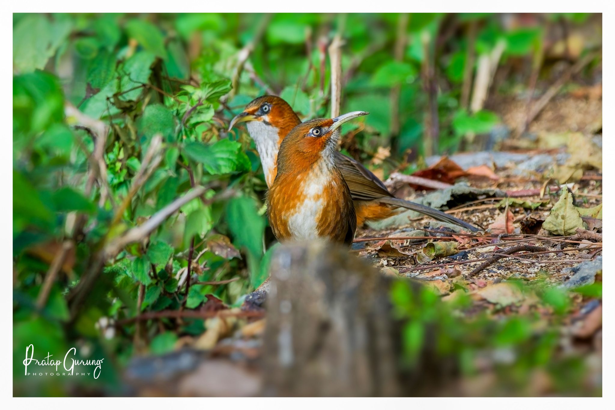 Shivapuri Birdwatching Tour