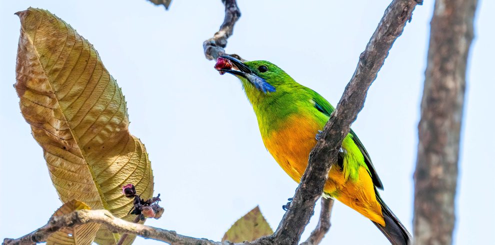 Shivapuri Birdwatching Tour