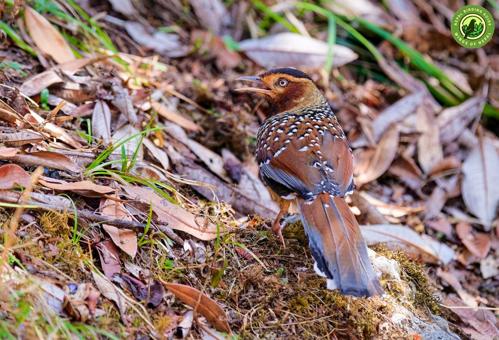 ABC Birding Trek Nepal Birding Tour | Bird Watching Tour in Nepal