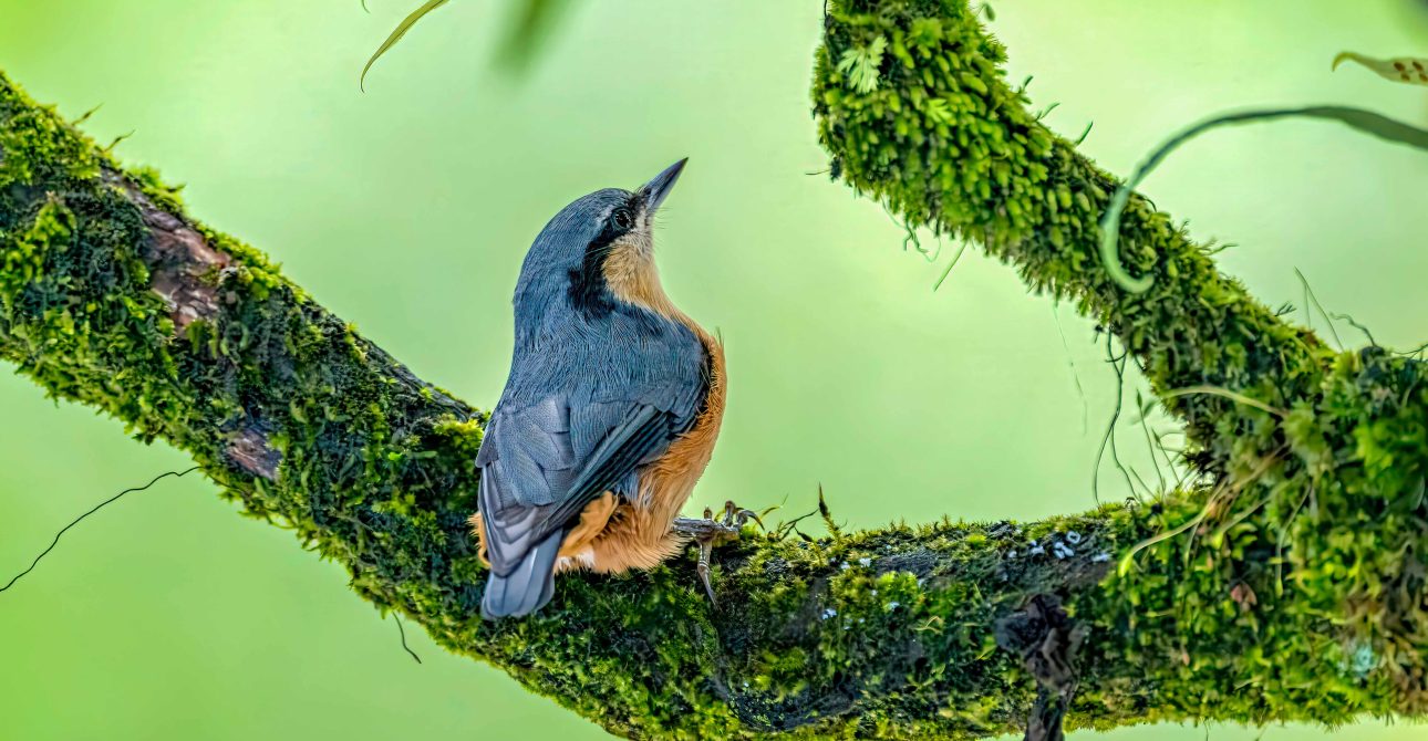 ABC Birding and Trekking