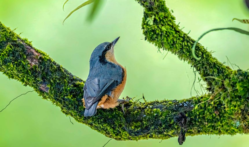 ABC Birding and Trekking