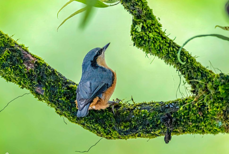 ABC Birding and Trekking