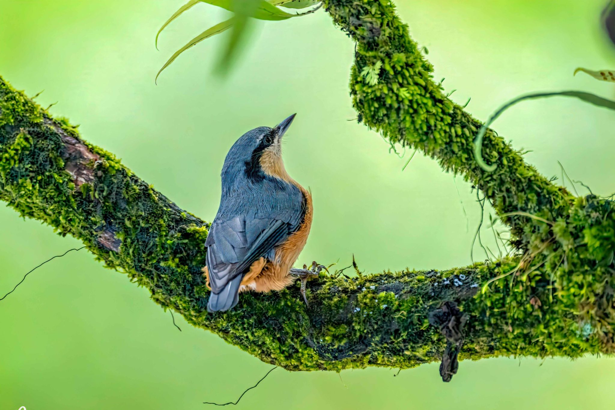 ABC Birding and Trekking