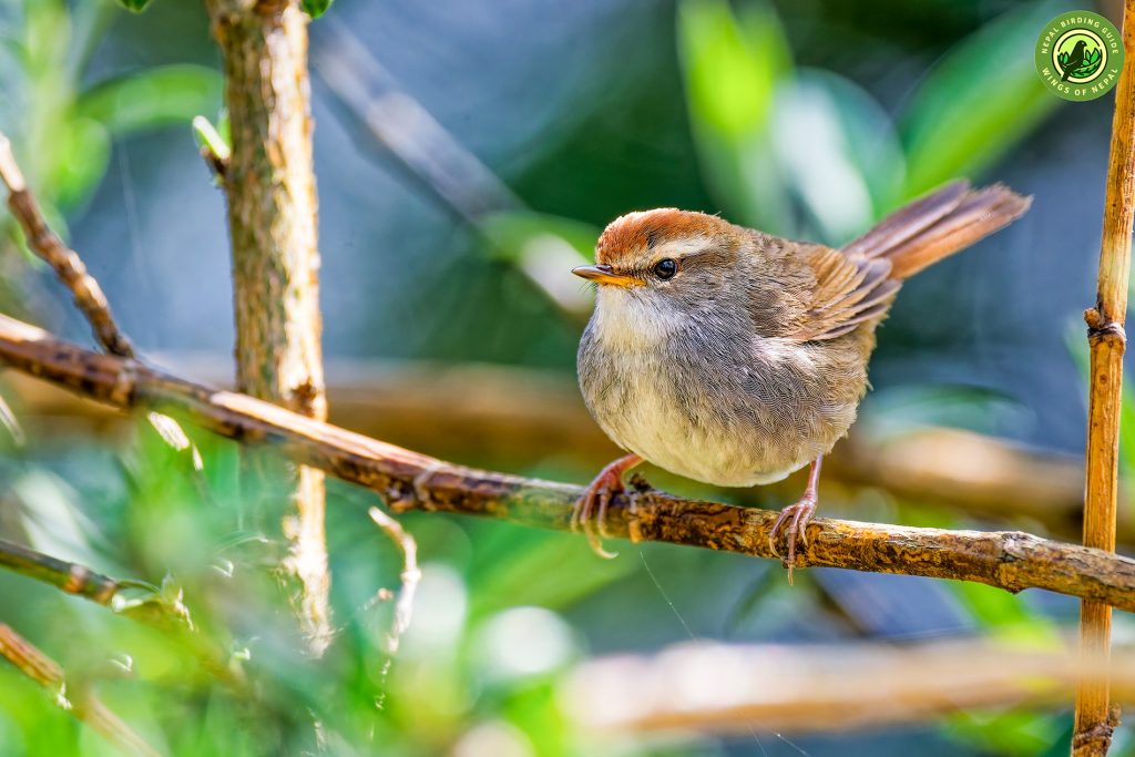 Annapurna Birding Nepal Birding Tour | Bird Watching Tour in Nepal