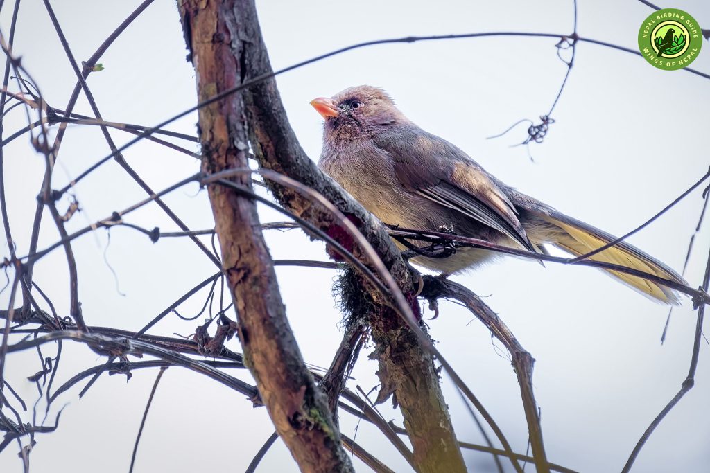 Annapurna Birding Tour Nepal Birding Tour | Bird Watching Tour in Nepal