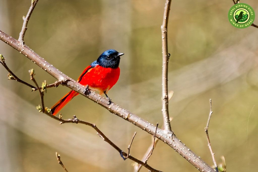 Annapurna Birds Nepal Birding Tour | Bird Watching Tour in Nepal