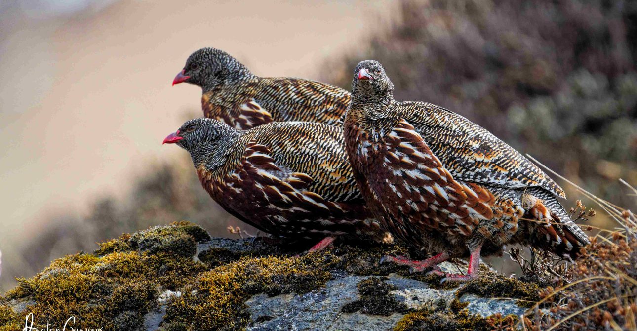 Birding in Langtang Valley