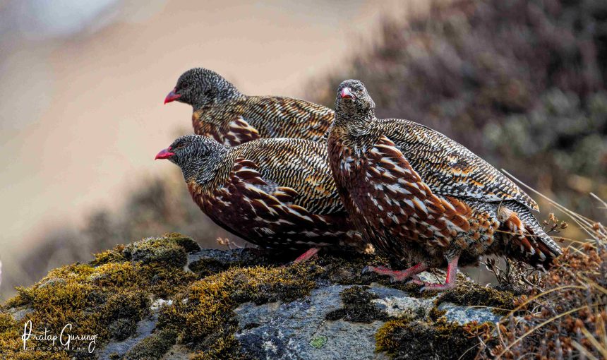 Birding in Langtang Valley
