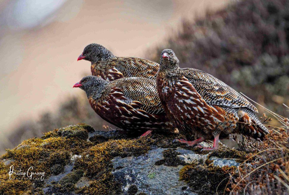 Birding in Langtang Valley