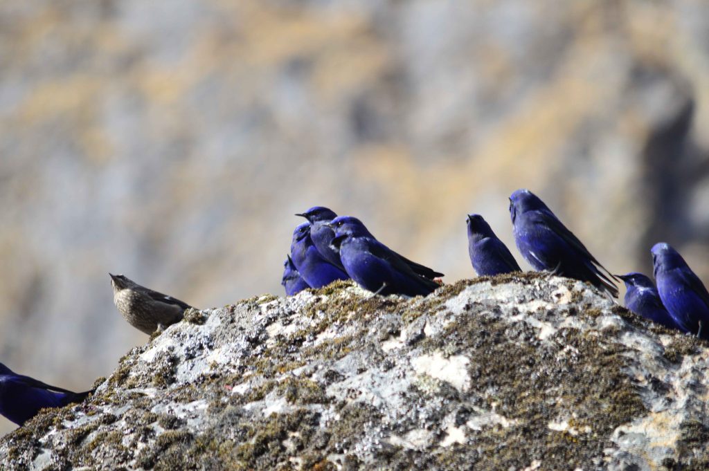 Grandala Nepal Birding Tour | Bird Watching Tour in Nepal