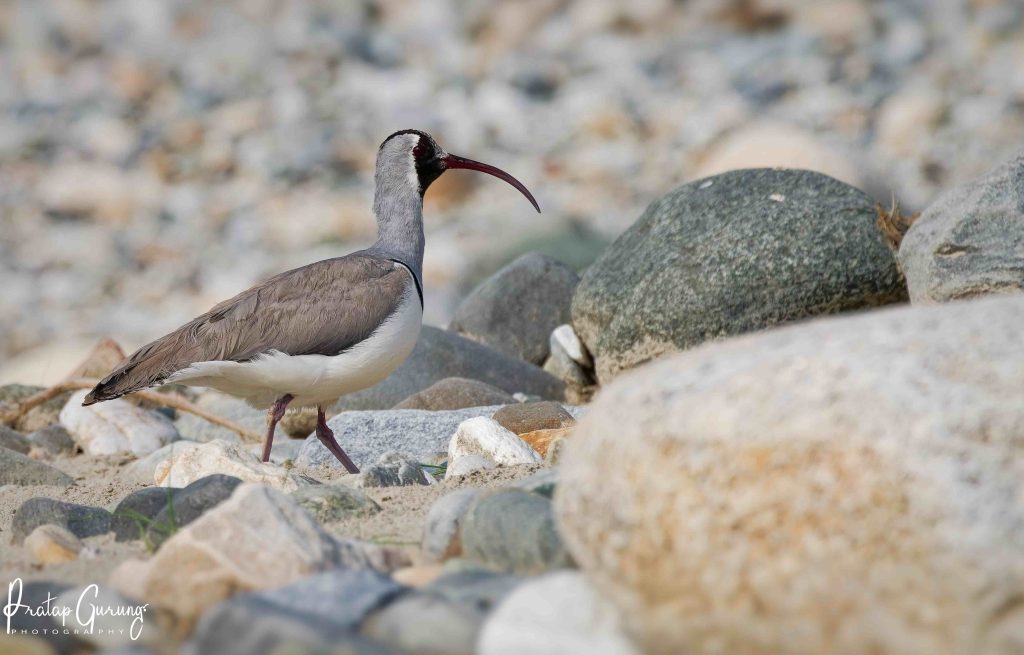 Ibisbill Nepal Birding Tour | Bird Watching Tour in Nepal