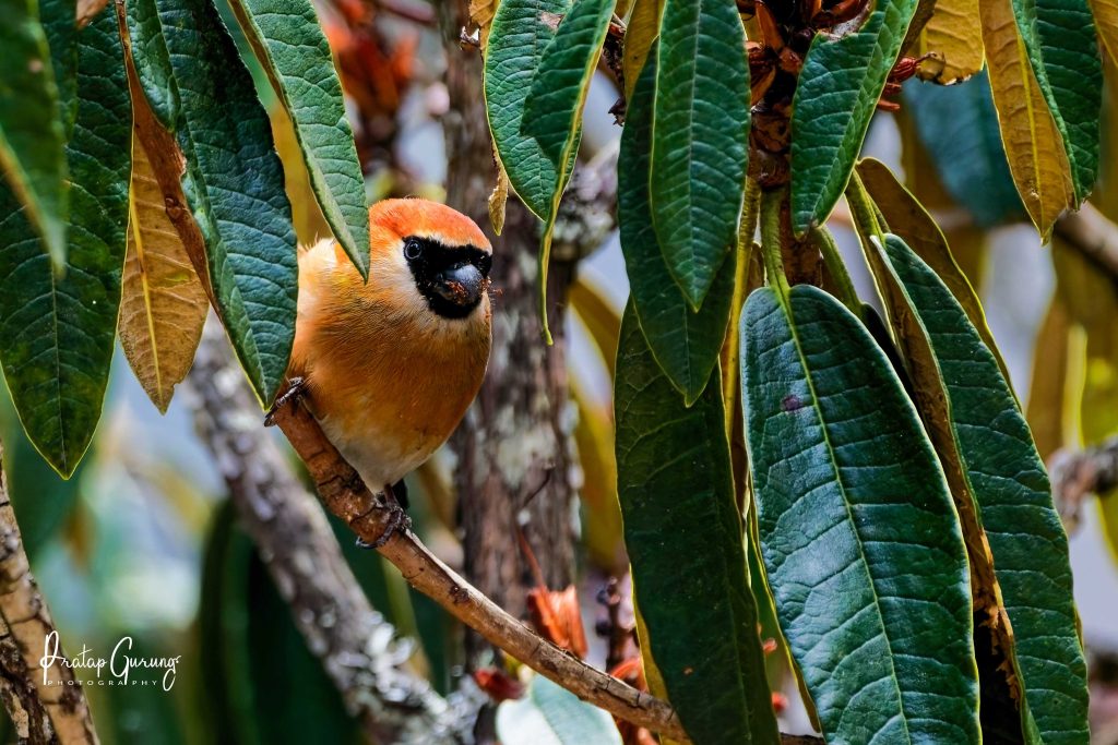Red headed bullfinch Nepal Birding Tour | Bird Watching Tour in Nepal
