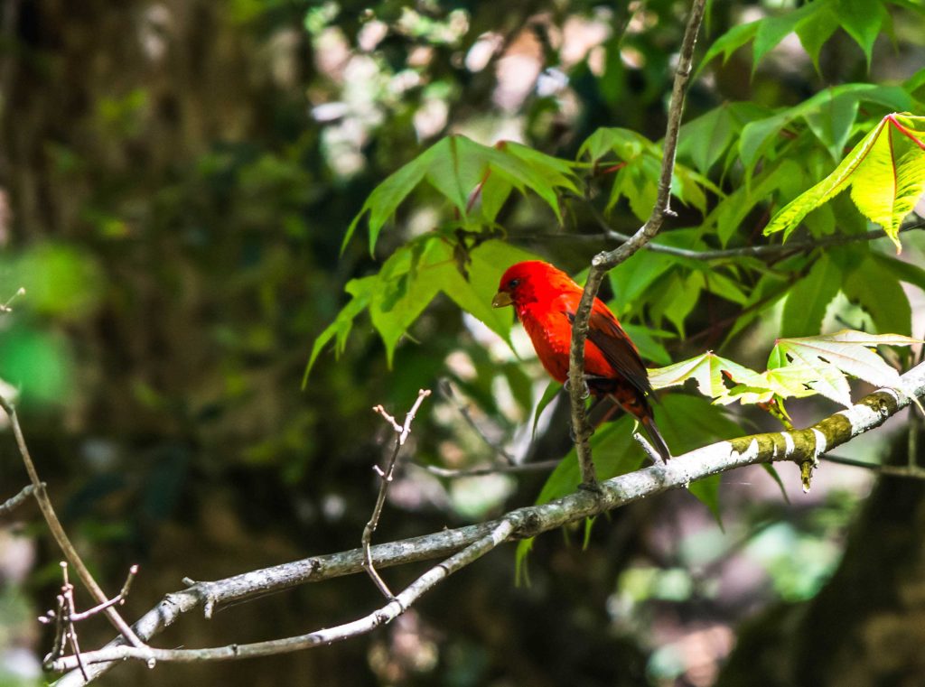 Scarlet Finch Nepal Birding Tour | Bird Watching Tour in Nepal