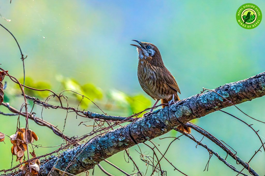 Spiny Babbler Nepal Birding Tour | Bird Watching Tour in Nepal