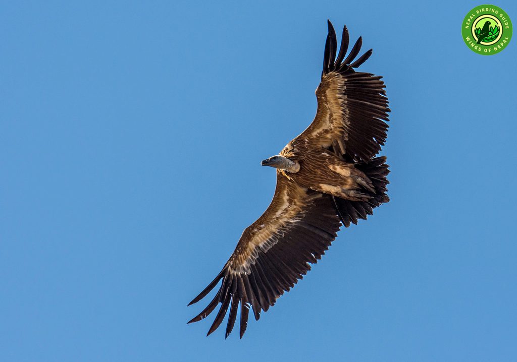 Trekking ans Birding in ABC Nepal Birding Tour | Bird Watching Tour in Nepal