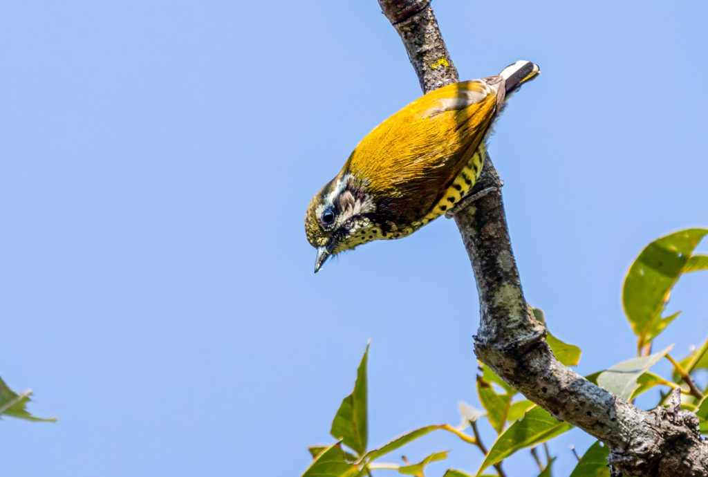 DSC0039 1 Nepal Birding Tour | Bird Watching Tour in Nepal