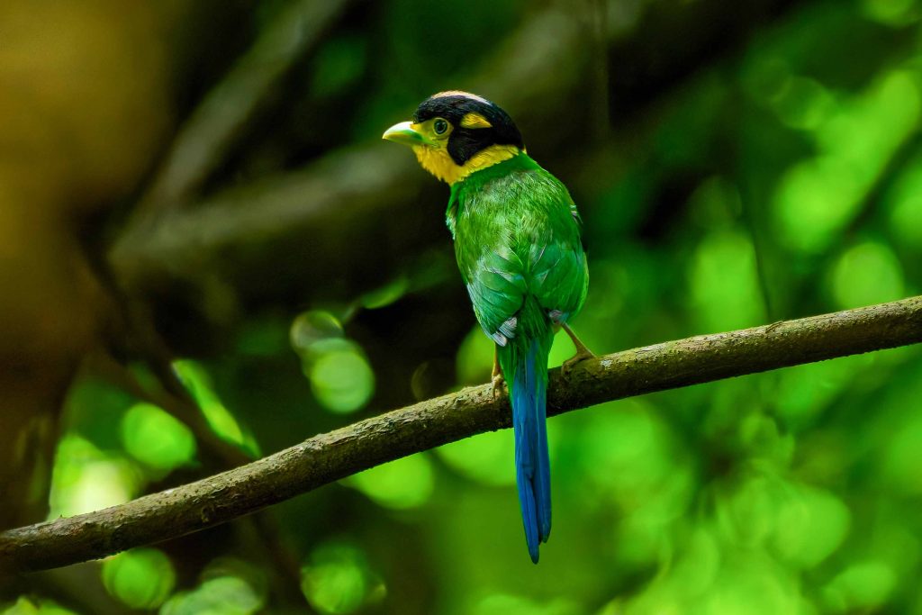 DSC01345 DxO Nepal Birding Tour | Bird Watching Tour in Nepal