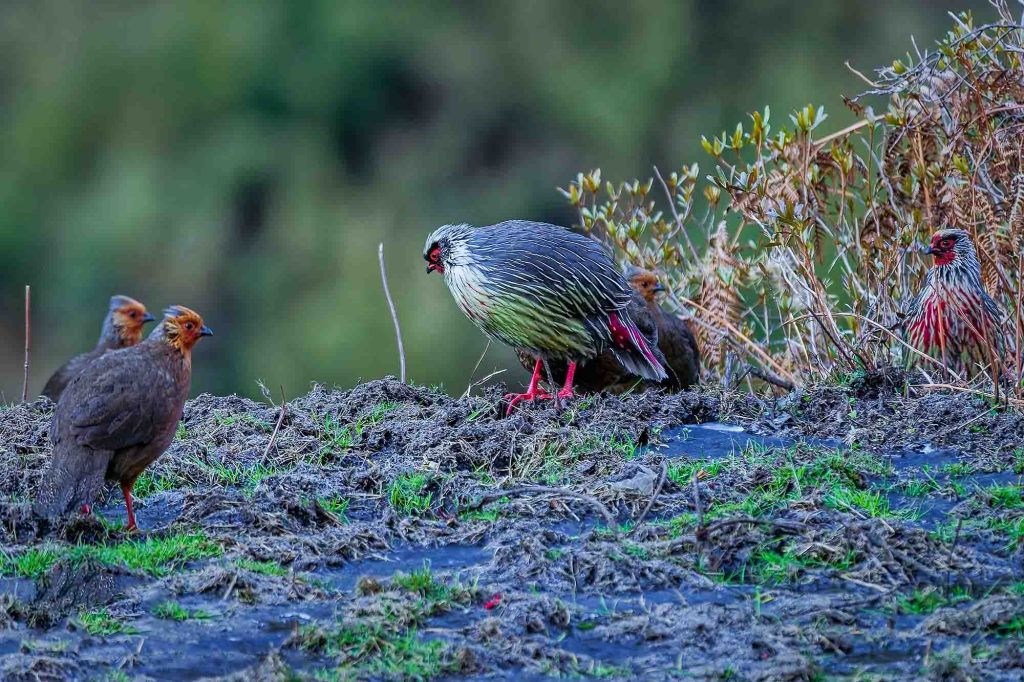 DSC02167 DxO Nepal Birding Tour | Bird Watching Tour in Nepal